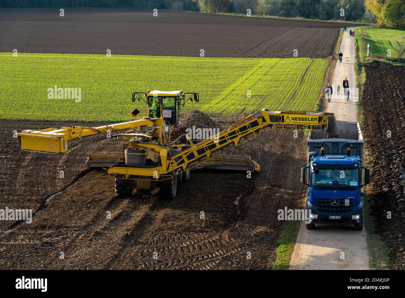 Récolte de betteraves à sucre, chargement des betteraves récoltées à l'aide d'un chargeur de nettoyage automoteur pour betteraves à sucre, sur un camion, Neuss, NRW, Allemagne, Banque D'Images