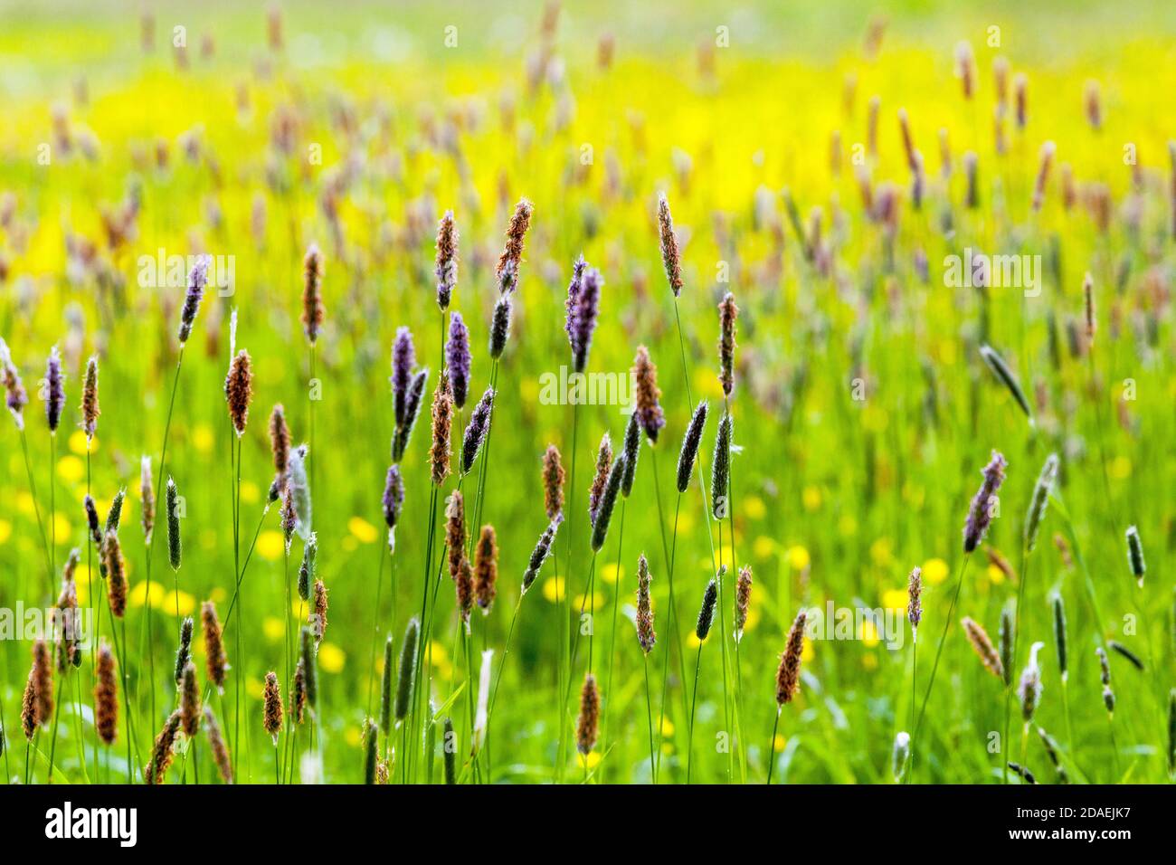 Champ d'arrière-plan de graminées Prairie Grassy Meadow Banque D'Images