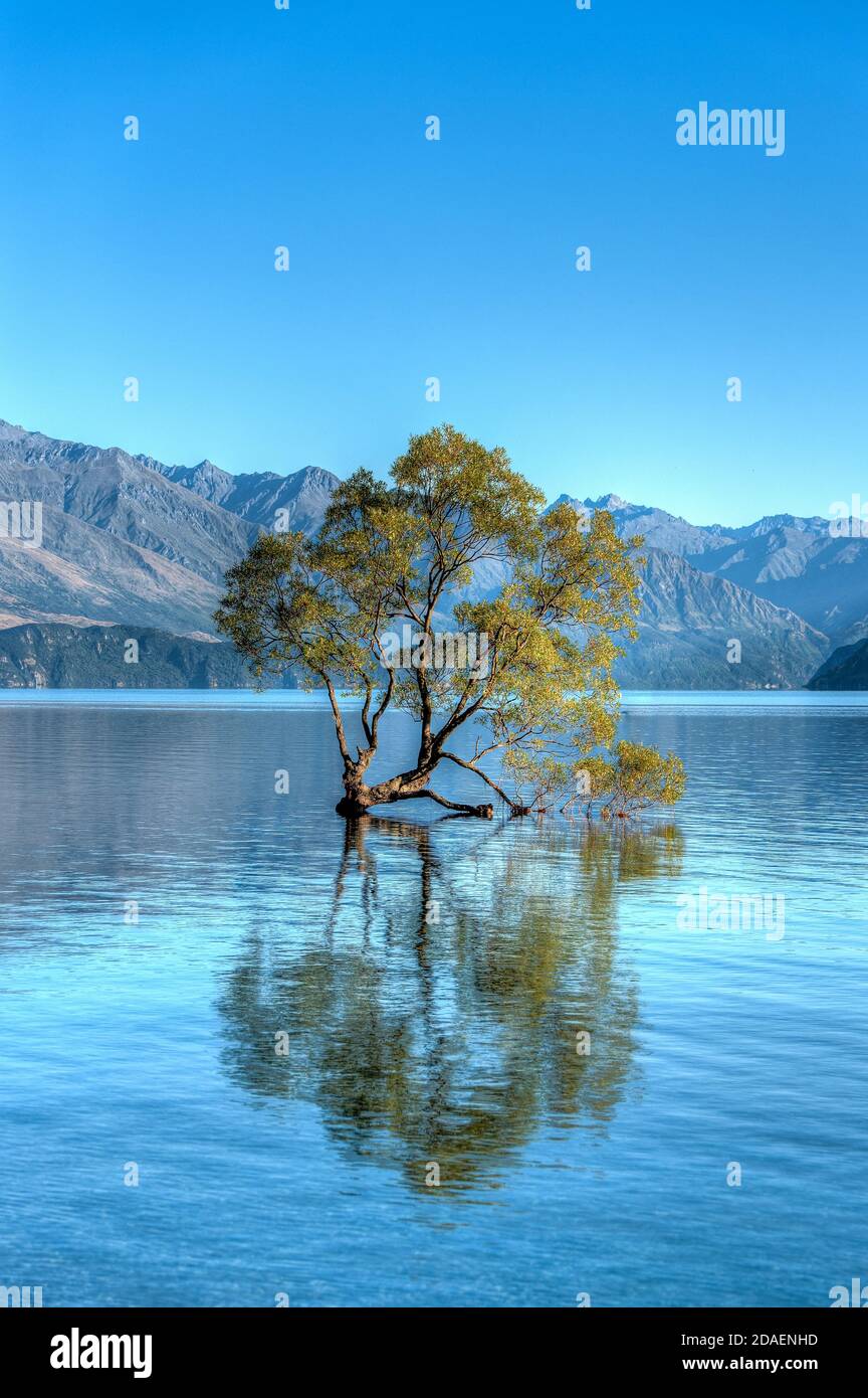 Le célèbre arbre Wanaka en Nouvelle-Zélande Banque D'Images
