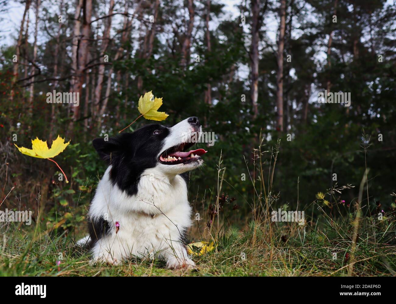 Adorable chien de Collie border se trouve dans la forêt avec des feuilles qui tombent. Animal noir et blanc aime la journée dans la nature. Banque D'Images