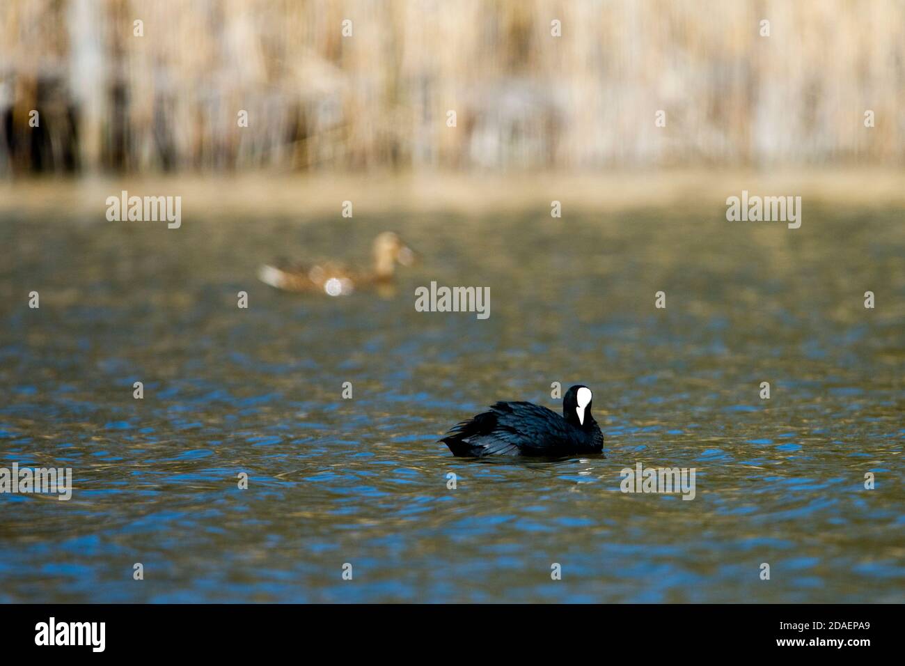 Cuisine commune sur le lac Banque D'Images