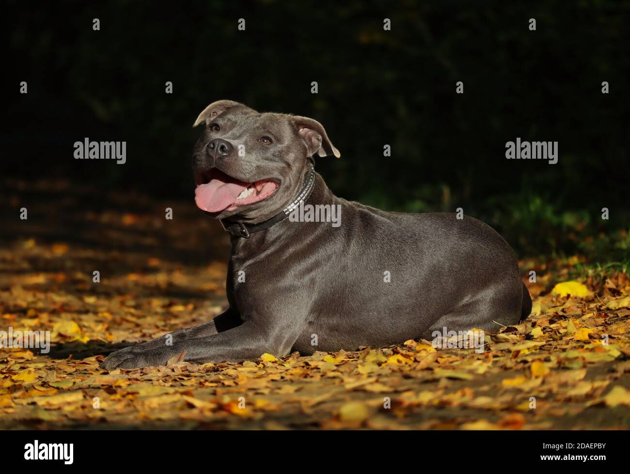 Happy English Staffordshire Bull Terrier avec la langue dehors se trouve sur les feuilles mortes colorées pendant l'automne. Smiling Blue Staffy aime la nature. Banque D'Images