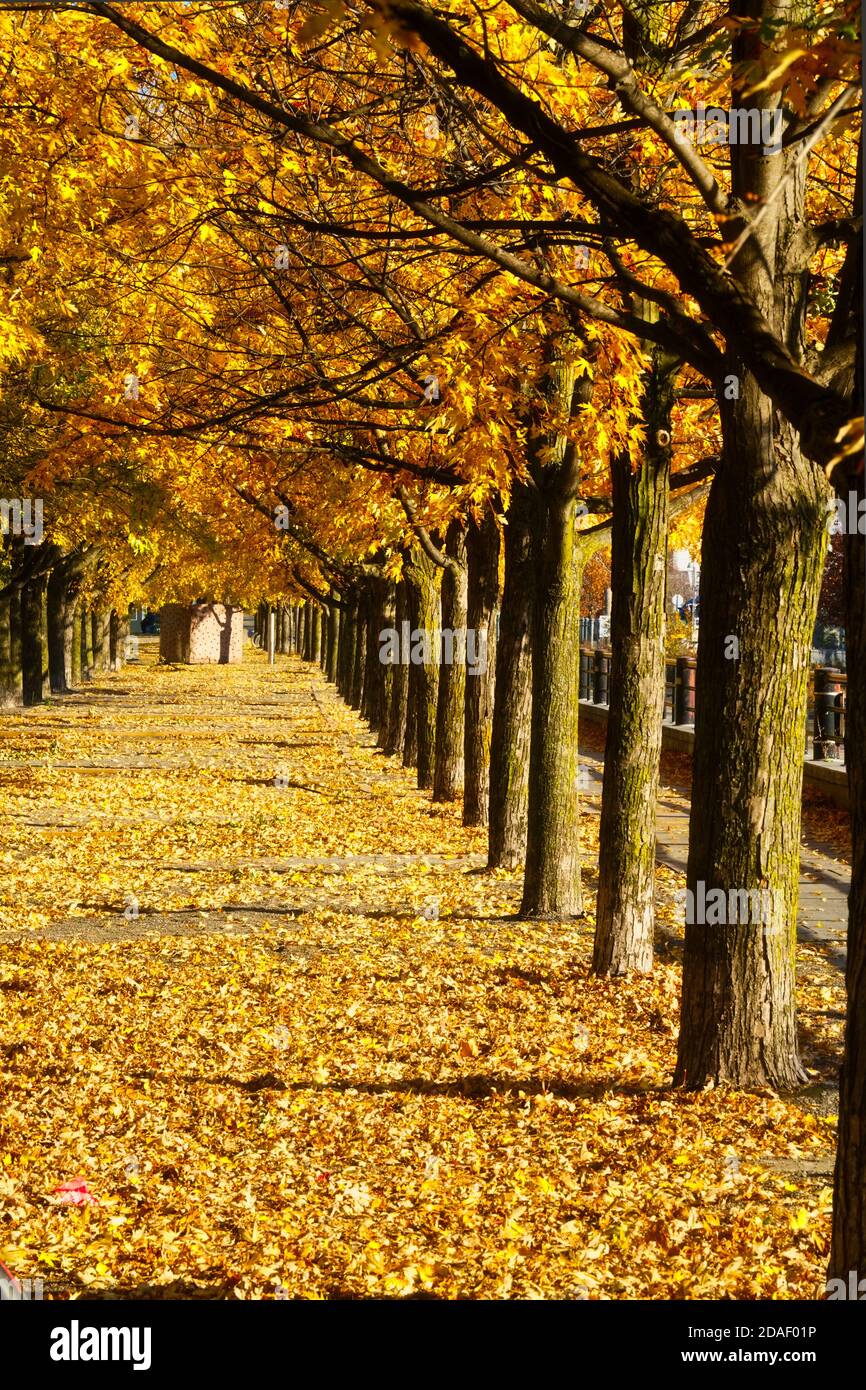 Montréal,Québec,Canada,9 novembre 2020.trottoir bordé d'arbres en automne. Credit:Mario Beauregard/Alamy News Banque D'Images