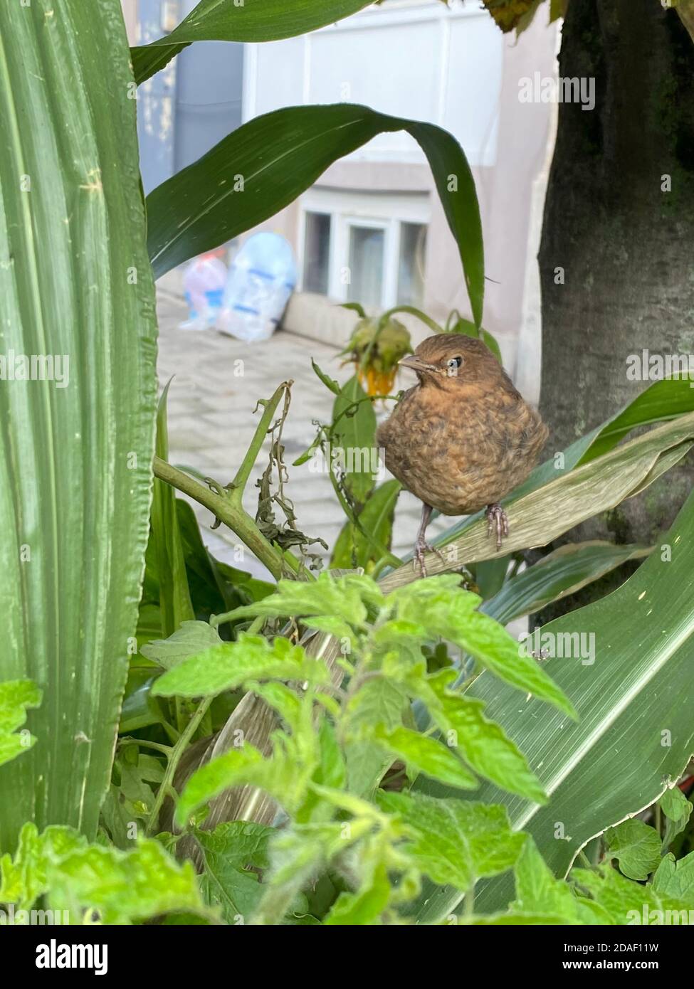 Jeune oiseau noir de la ville Banque D'Images