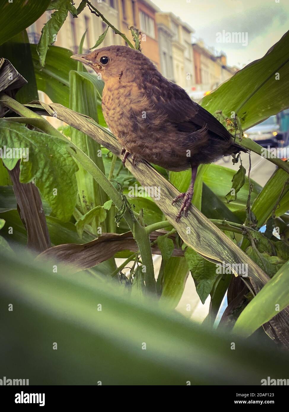 Jeune oiseau noir de la ville Banque D'Images