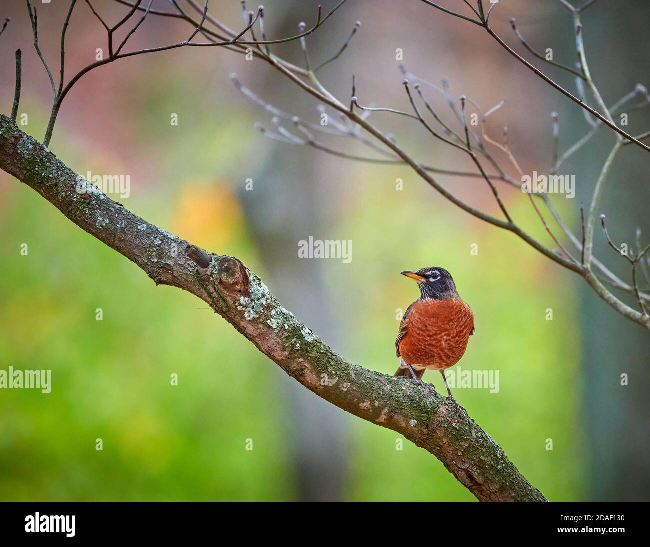 Robin américain coloré assis dans un arbre de Dogwood. Banque D'Images