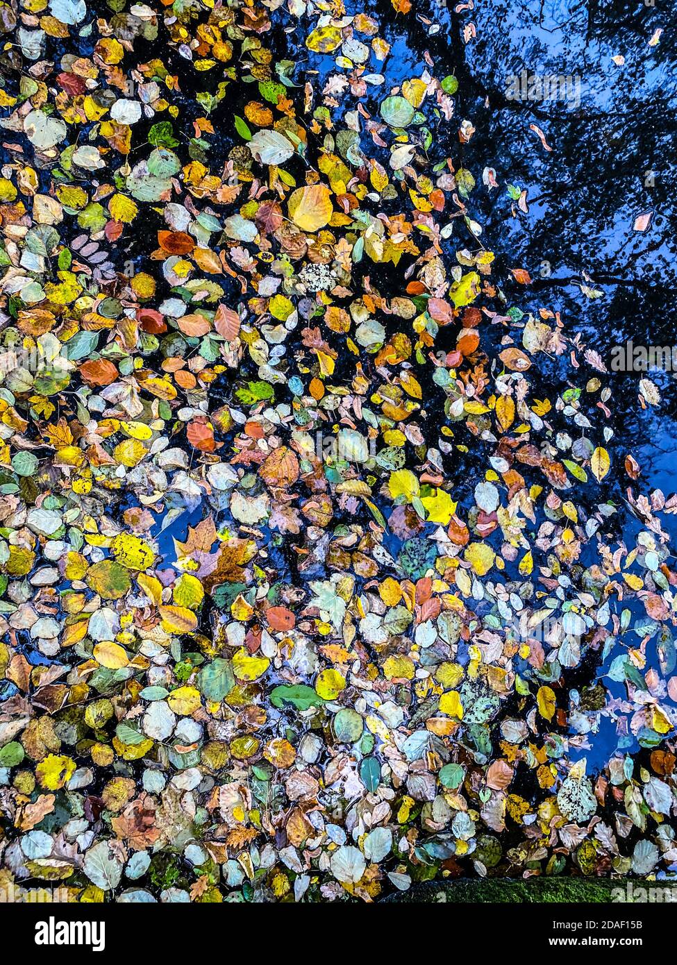 Les feuilles mortes tombées flottent à la surface de l'eau Banque D'Images