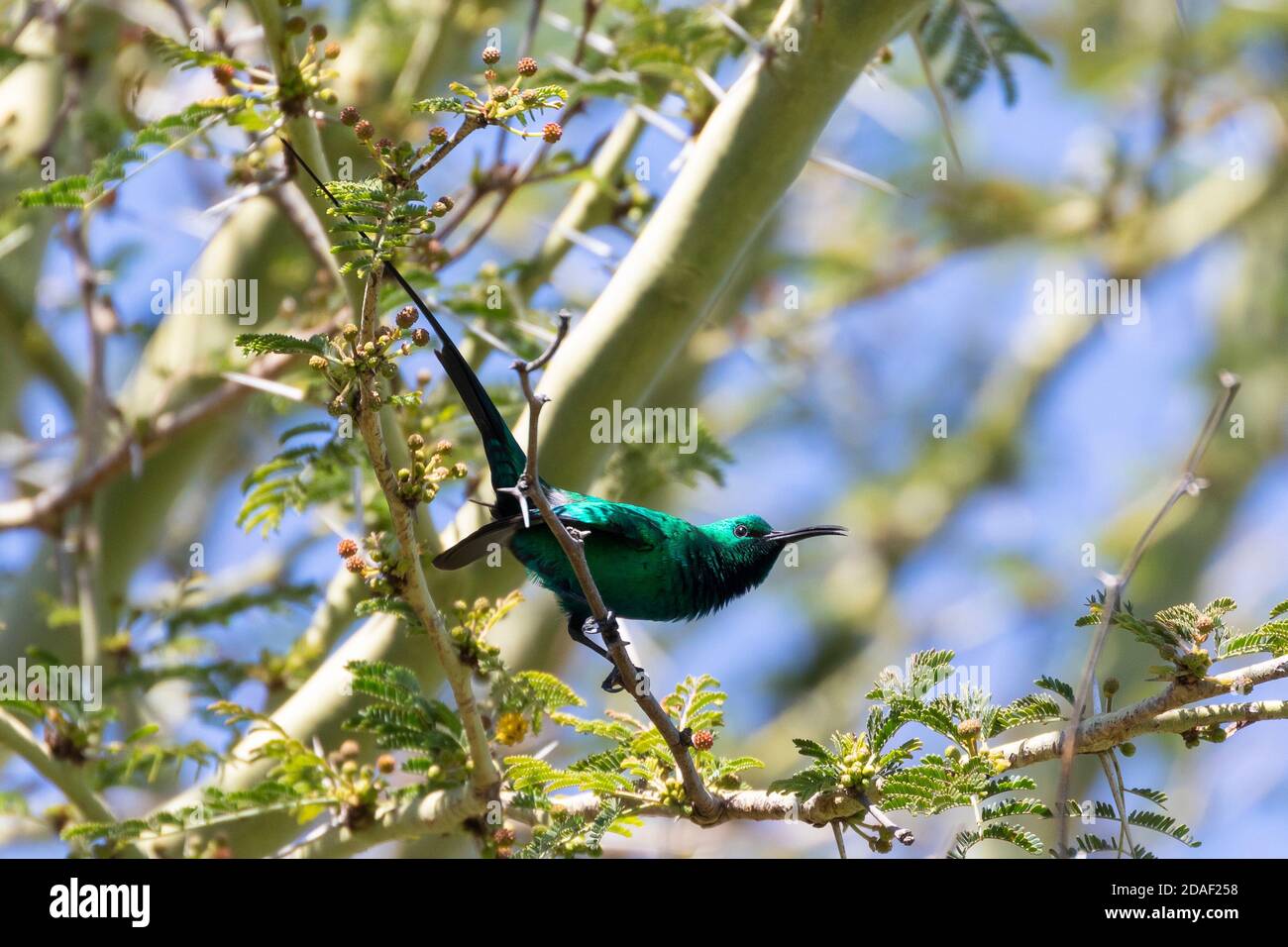 Oiseau de soleil malachite (Nectarinia famosa) reproducteur de sexe masculin présentant également un oiseau de soleil malachite touffeté jaune, oiseau de soleil émeraude à longue queue touffée jaune, vert Banque D'Images