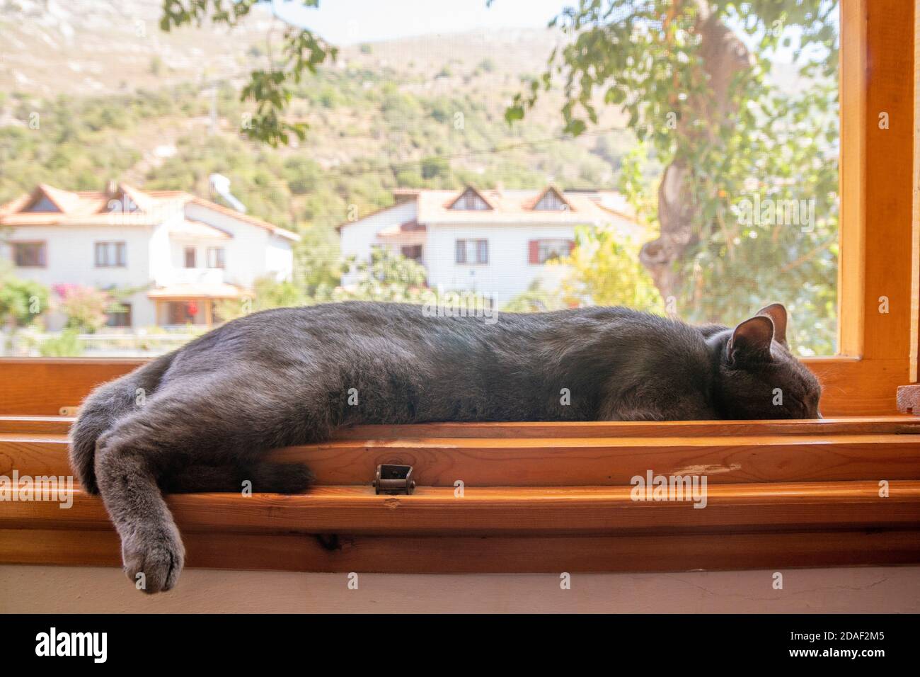 Vue horizontale d'un chat gris endormi à l'intérieur d'un rebord de fenêtre en bois par une journée ensoleillée. Sur fond arbres verts et maisons Banque D'Images