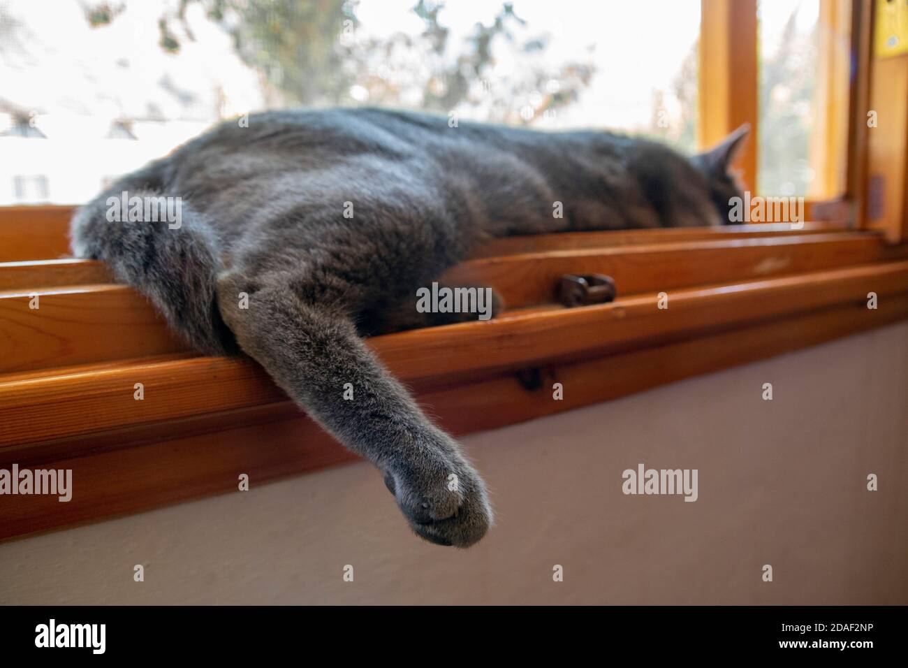 Gros plan sur la jambe droite d'un chat gris doux et moelleux qui dormait au calme à l'intérieur d'une bordure de fenêtre en bois par une journée ensoleillée. Banque D'Images
