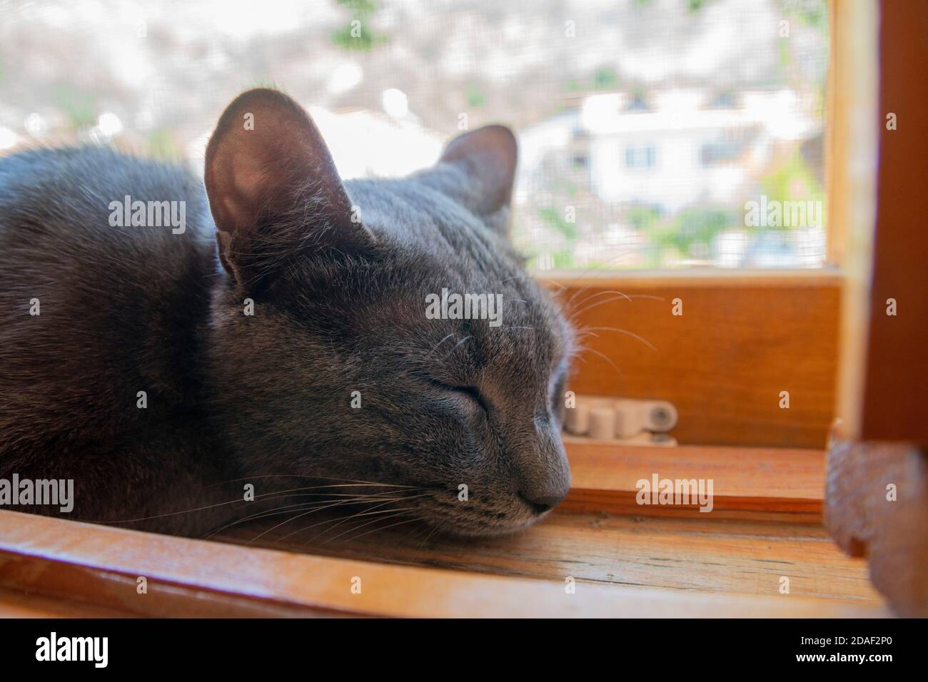 Gros plan sur la tête d'un chat gris dormant à l'intérieur d'un rebord de fenêtre en bois par une journée ensoleillée. Elle a l'air très paisible et adorable avec sa fourrure moelleuse. Banque D'Images