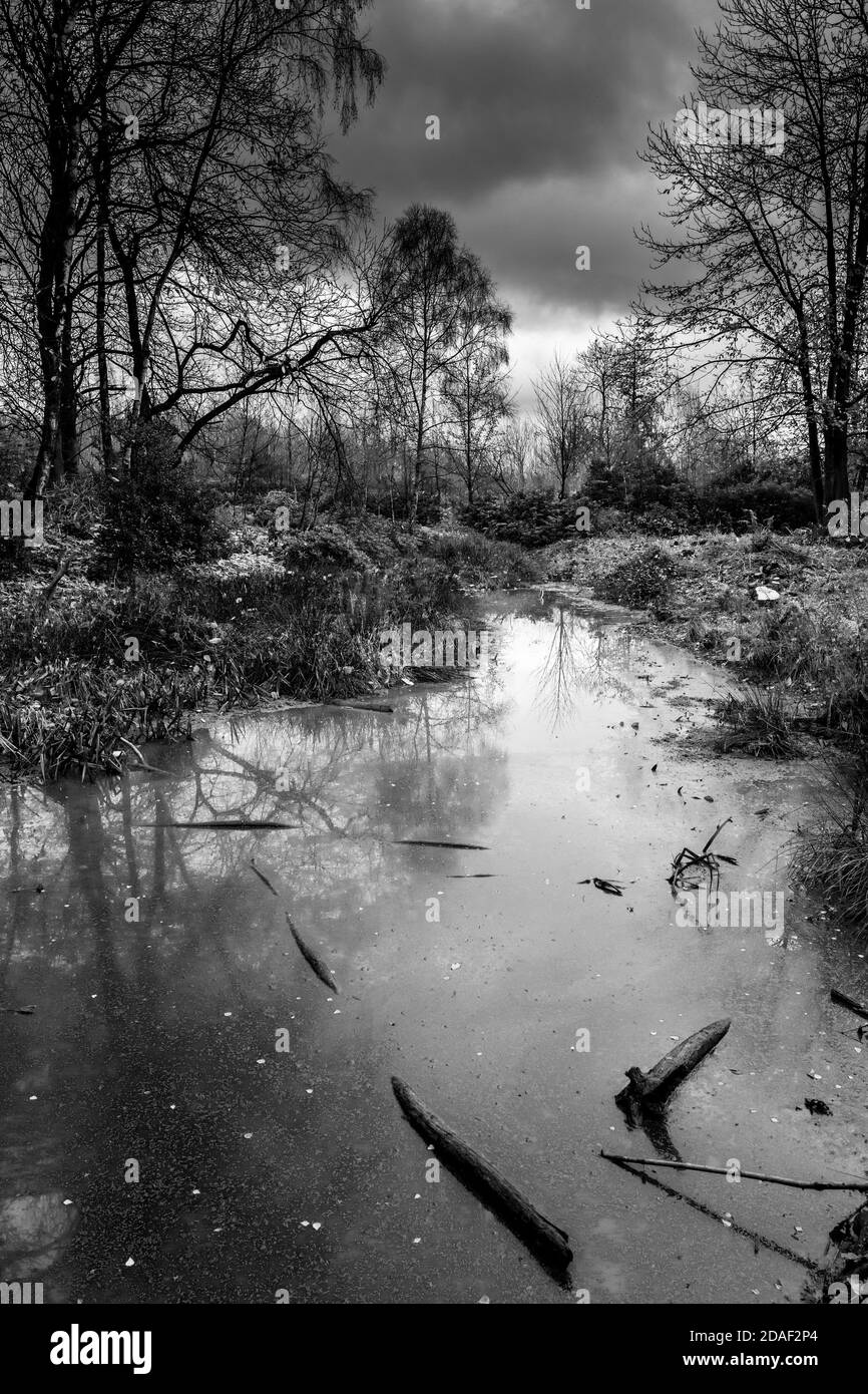 Black pool, une piscine naturelle dans un cadre boisé dans la forêt de Sherwood, dans le tinghamshire, Angleterre, Banque D'Images