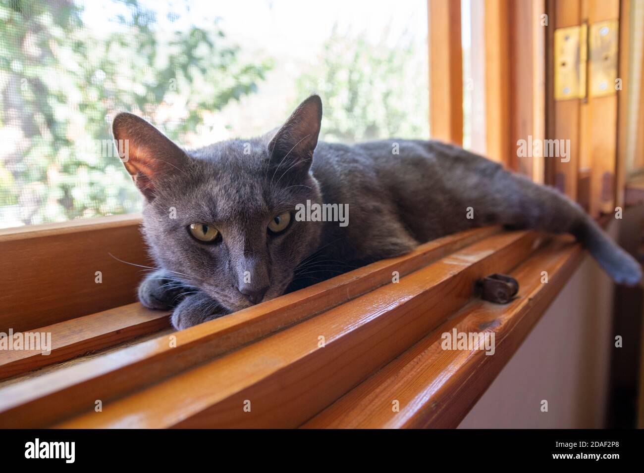 Gros plan d'un gris regardant directement dans l'appareil photo avec les yeux verts. Le chat est couché confortable à l'intérieur d'un rebord de fenêtre en bois par une journée ensoleillée. Banque D'Images