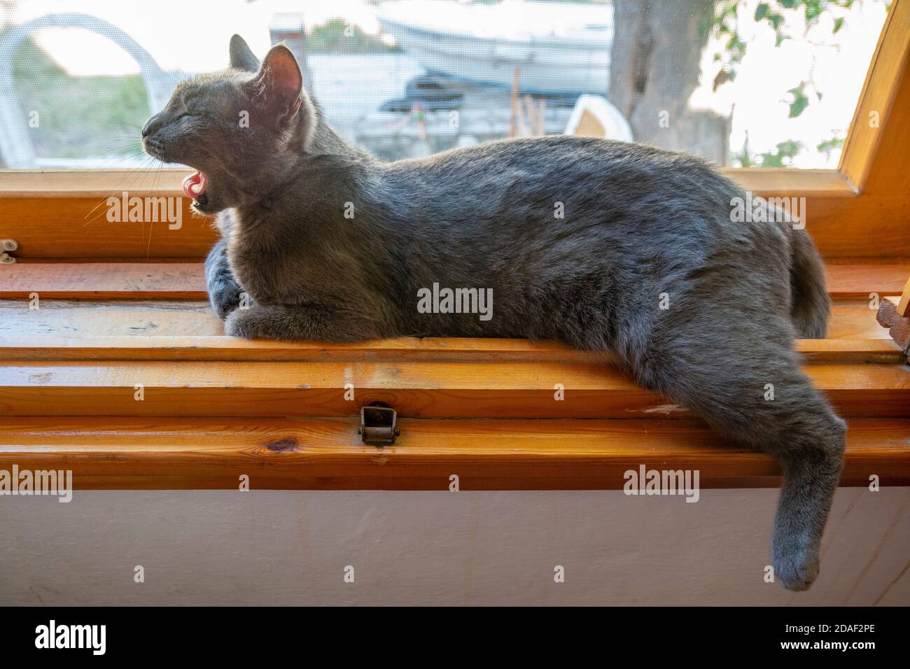 Le chat gris est couché confortable à l'intérieur d'un rebord de fenêtre en bois par une journée ensoleillée. Une jambe est suspendue au-dessus de la planche et le chat bâille. Banque D'Images