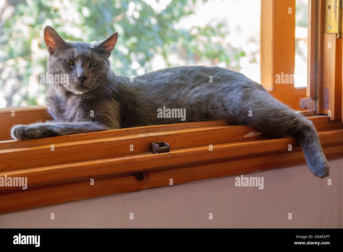 Le chat gris est couché confortable à l'intérieur d'un rebord de fenêtre en bois par une journée ensoleillée. Elle regarde directement dans l'appareil photo avec des yeux verts Banque D'Images
