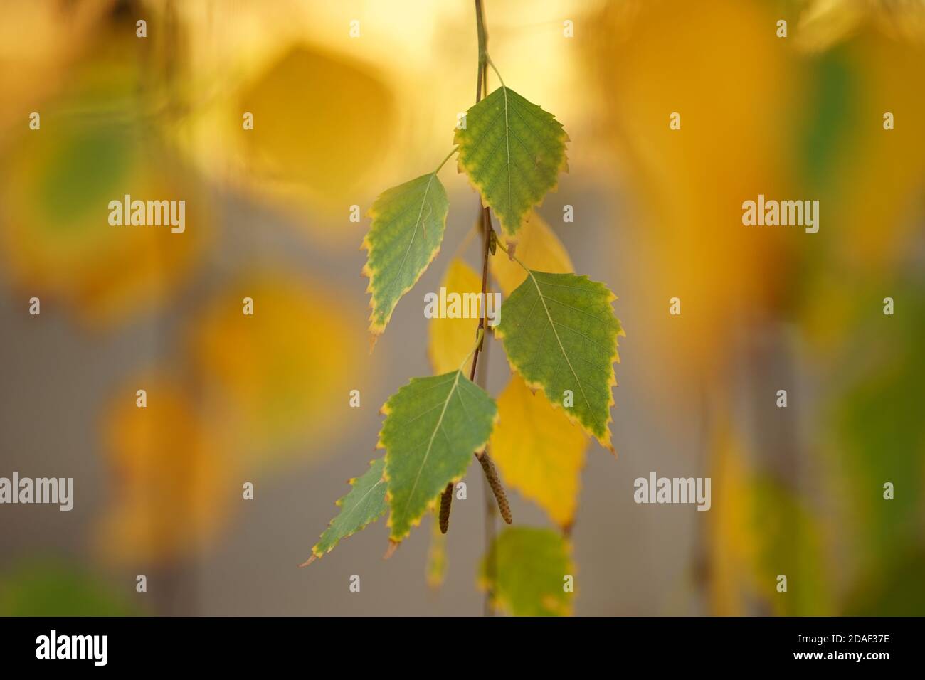 feuilles de bouleau vert et jaune sur les branches dans parc d'automne Banque D'Images