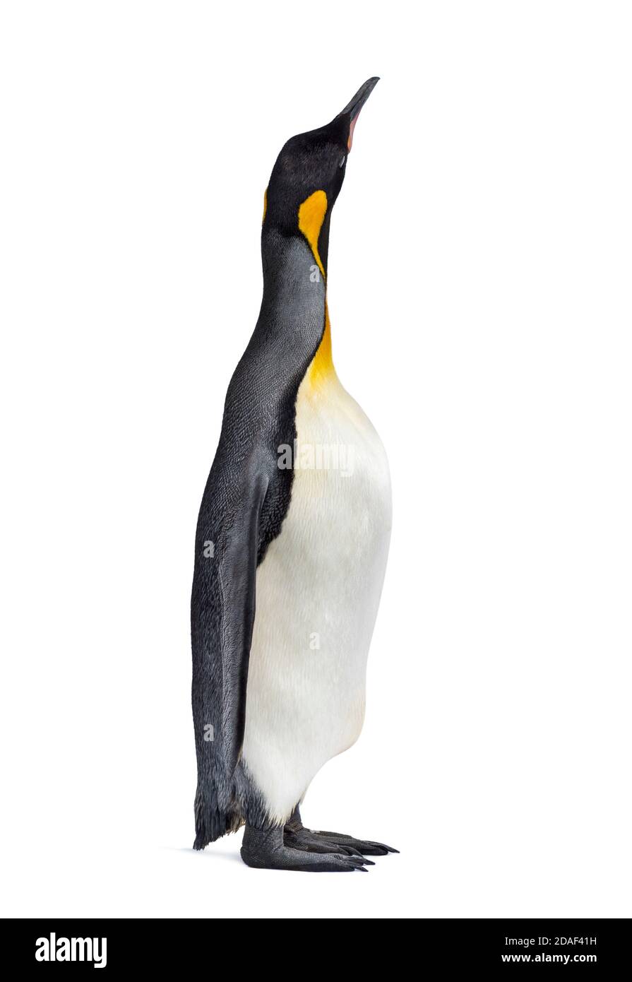 Grand pingouin debout et donnant sur l'arrière-cour Banque D'Images