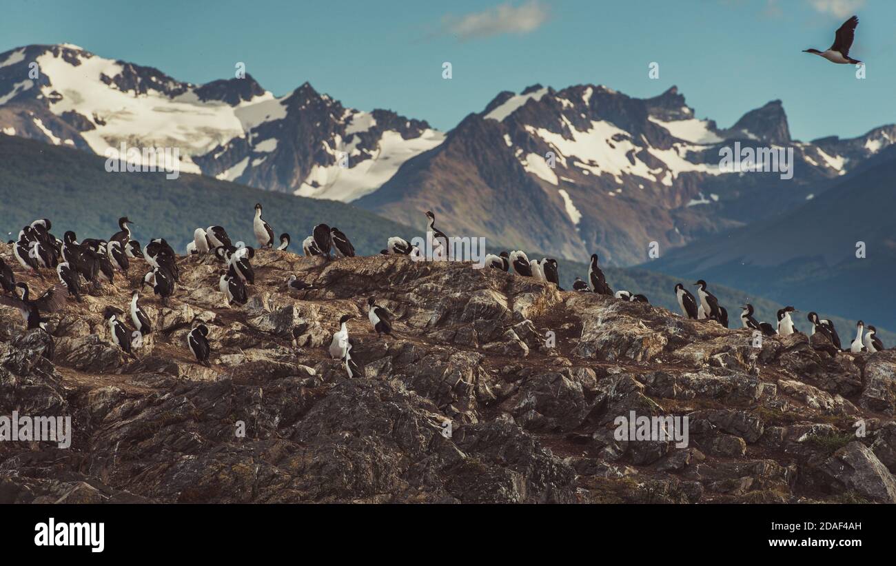 Colonie de cormorans roi se trouve sur une île dans le canal de Beagle Banque D'Images