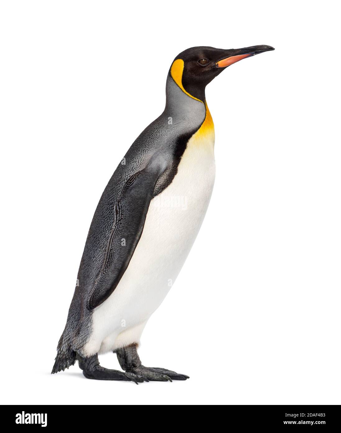 Grand pingouin debout devant un fond blanc Banque D'Images