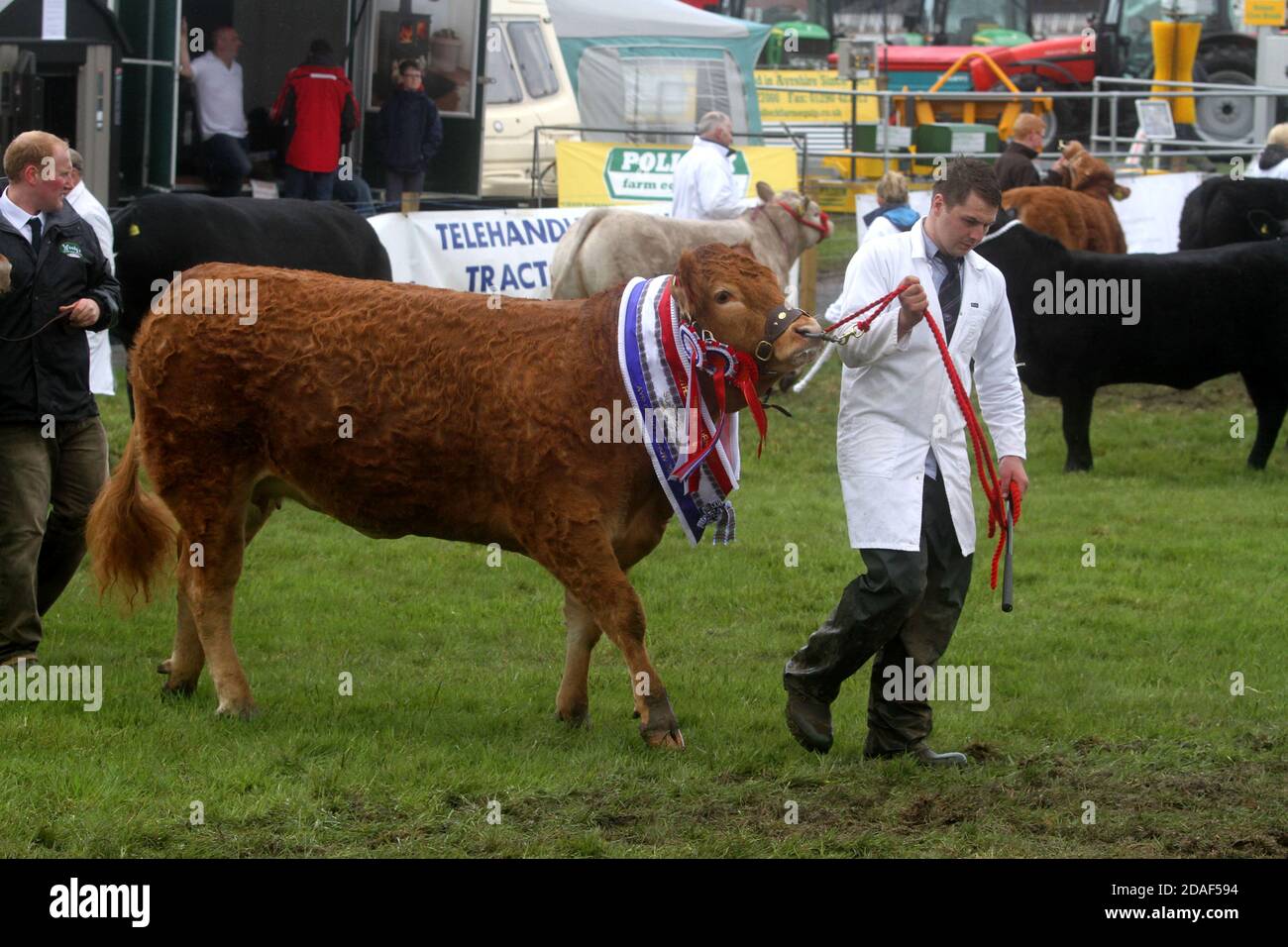 Ayr Agricultural Cattle Show, Ayrshire, Écosse.Royaume-Uni tenu à Ayr Racecourse.Le spectacle annuel présente le bétail et les compétitions.Un événement annuel très attendu pour la communauté agricole de se réunir.Le spectacle a été clôturé avec une exposition et une procession d'animaux et de bêtes primés, y compris des chevaux, des bovins, des chèvres et des moutons, avec le prix final du Champion of Champions Banque D'Images