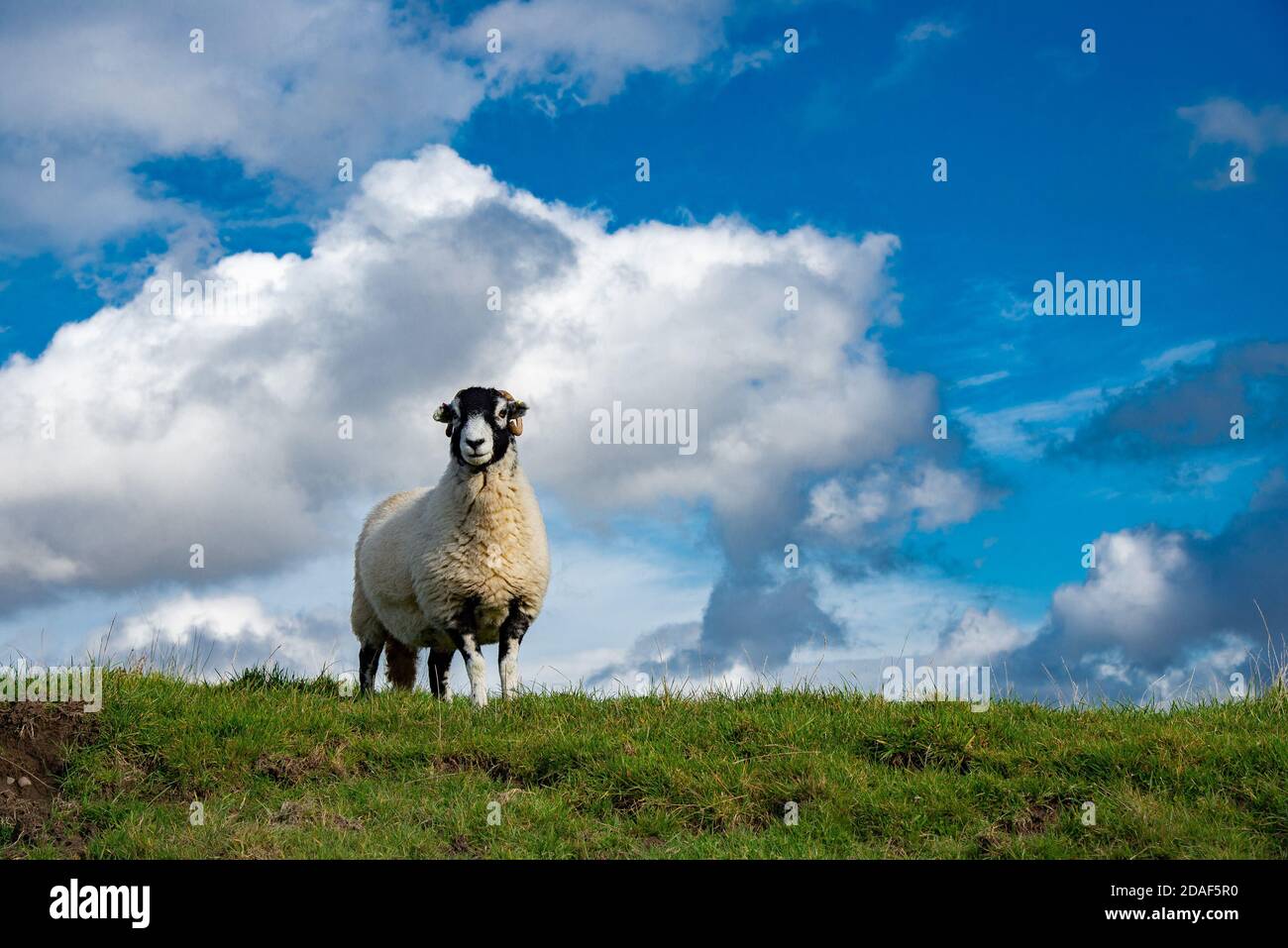 A Swaledale ewe, Chipping, Preston, Lancashire, Royaume-Uni Banque D'Images