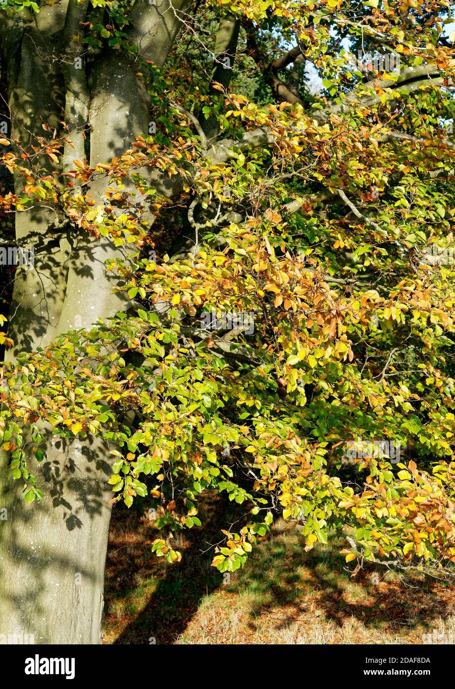 La lueur dorée des feuilles de hêtre, au début du mois de novembre, montre la beauté de l'automne dans le nord de Norfolk. Banque D'Images