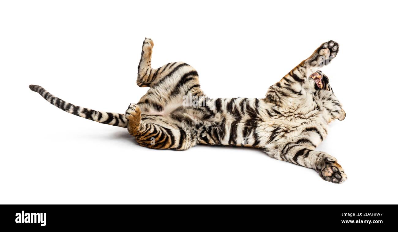 Tigre jouant sur son dos, isolé sur blanc Banque D'Images