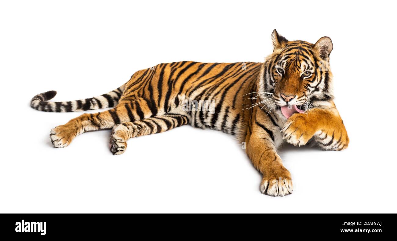 Tigre couché et nettoyant sa patte, isolée sur blanc Banque D'Images