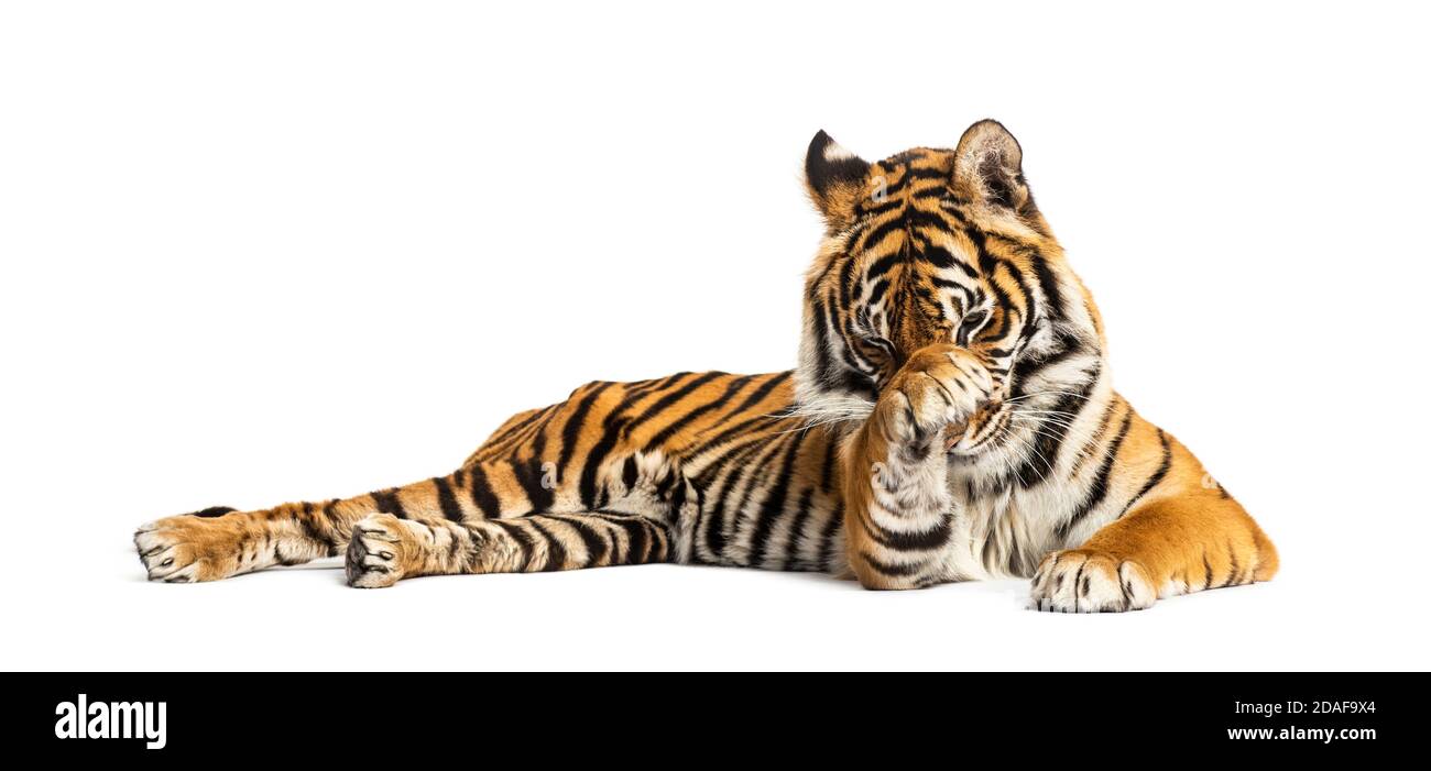 Tigre couché et nettoyant sa patte, isolée sur blanc Banque D'Images
