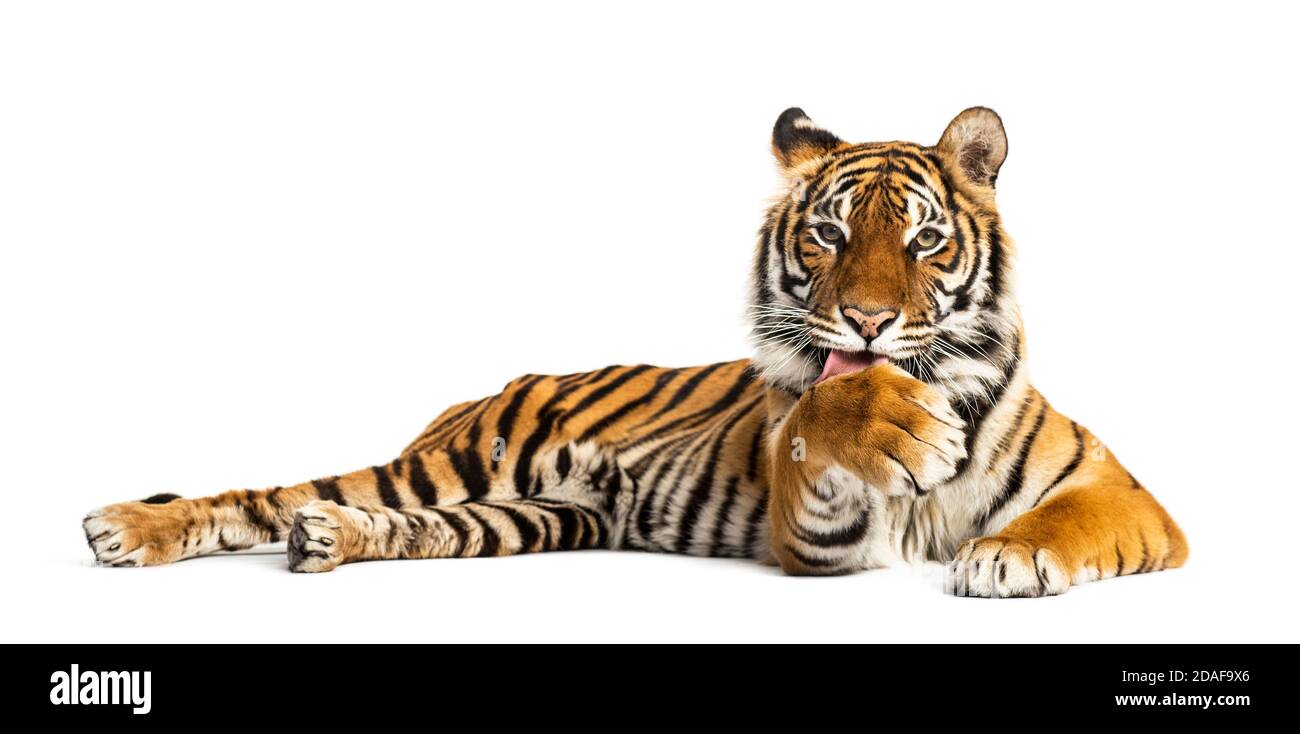 Tigre couché et nettoyant sa patte, isolée sur blanc Banque D'Images