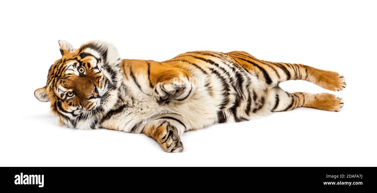 Tigre couché sur le dos isolé sur blanc Photo Stock - Alamy
