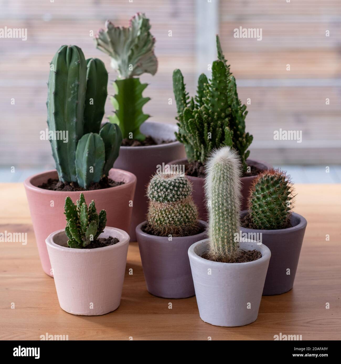 Cactus colorés et pots de plantes succulentes, peints à la main dans la peinture à la craie Annie Sloan. Terminé comme projet de confinement durant la pandémie du coronavirus. Banque D'Images