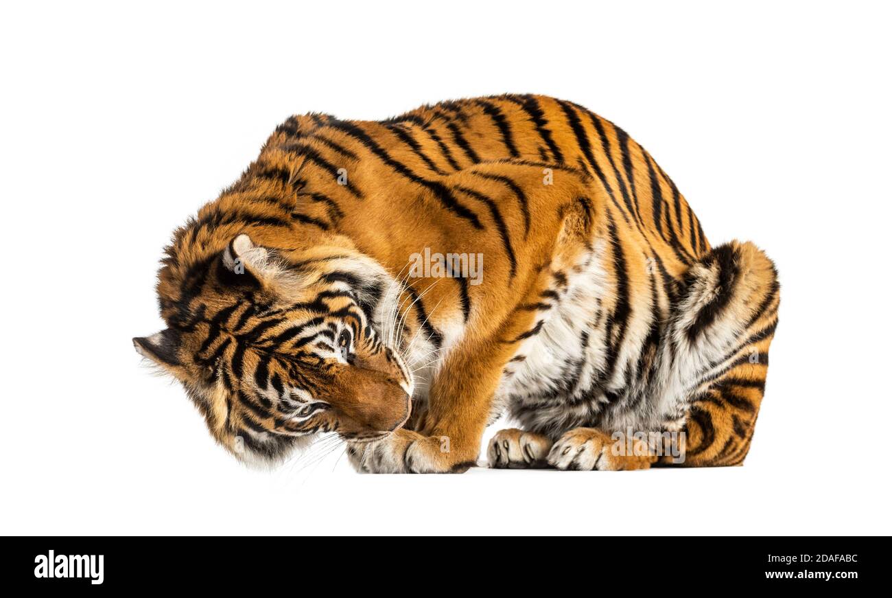 Tigre regardant vers le bas, isolé sur blanc Banque D'Images
