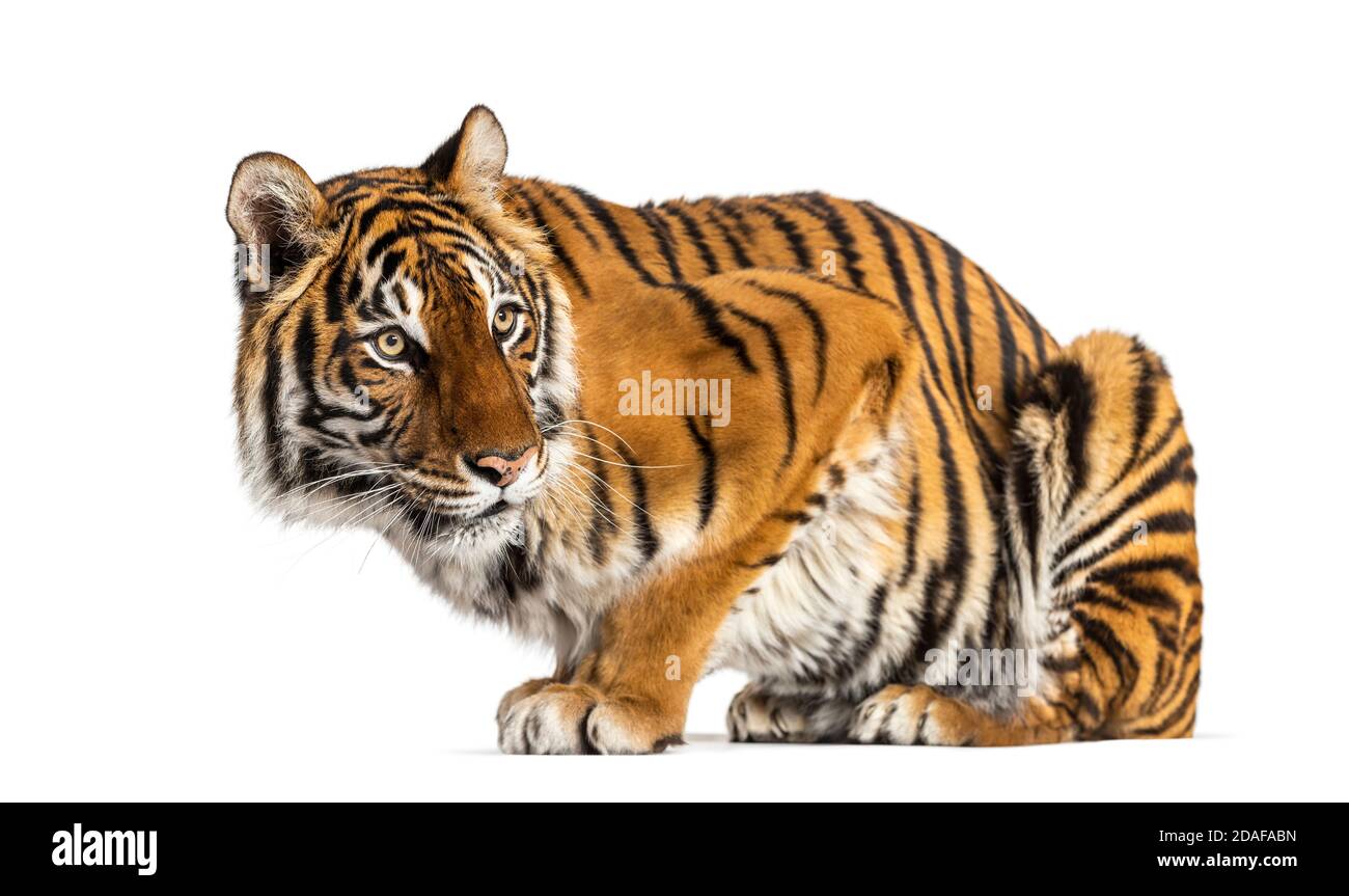 Tigre à l'écart, isolé sur blanc Banque D'Images
