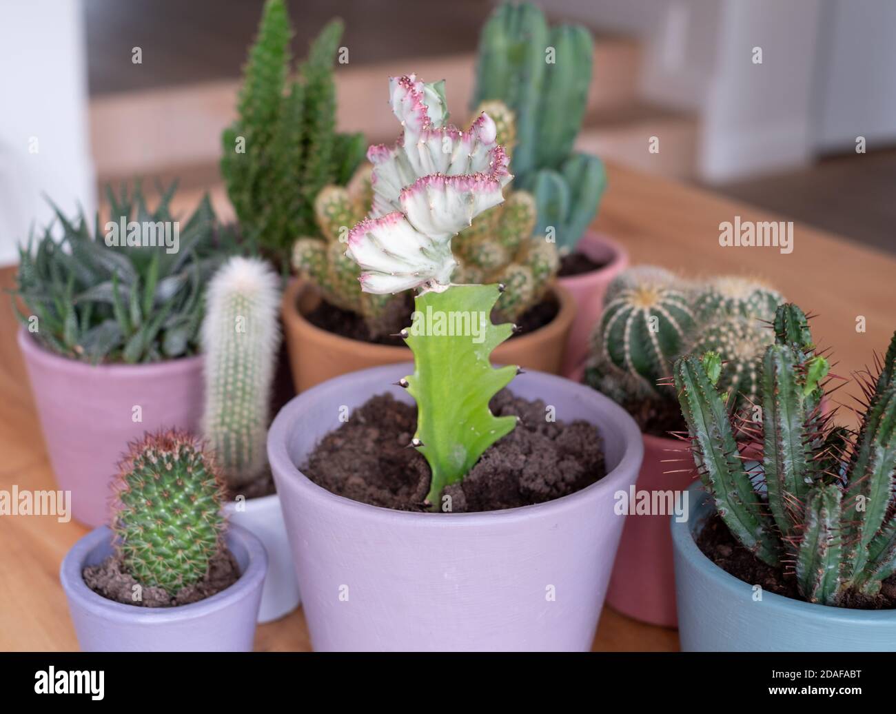 Cactus colorés et pots de plantes succulentes, peints à la main dans la peinture à la craie Annie Sloan. Terminé comme projet de confinement durant la pandémie du coronavirus. Banque D'Images