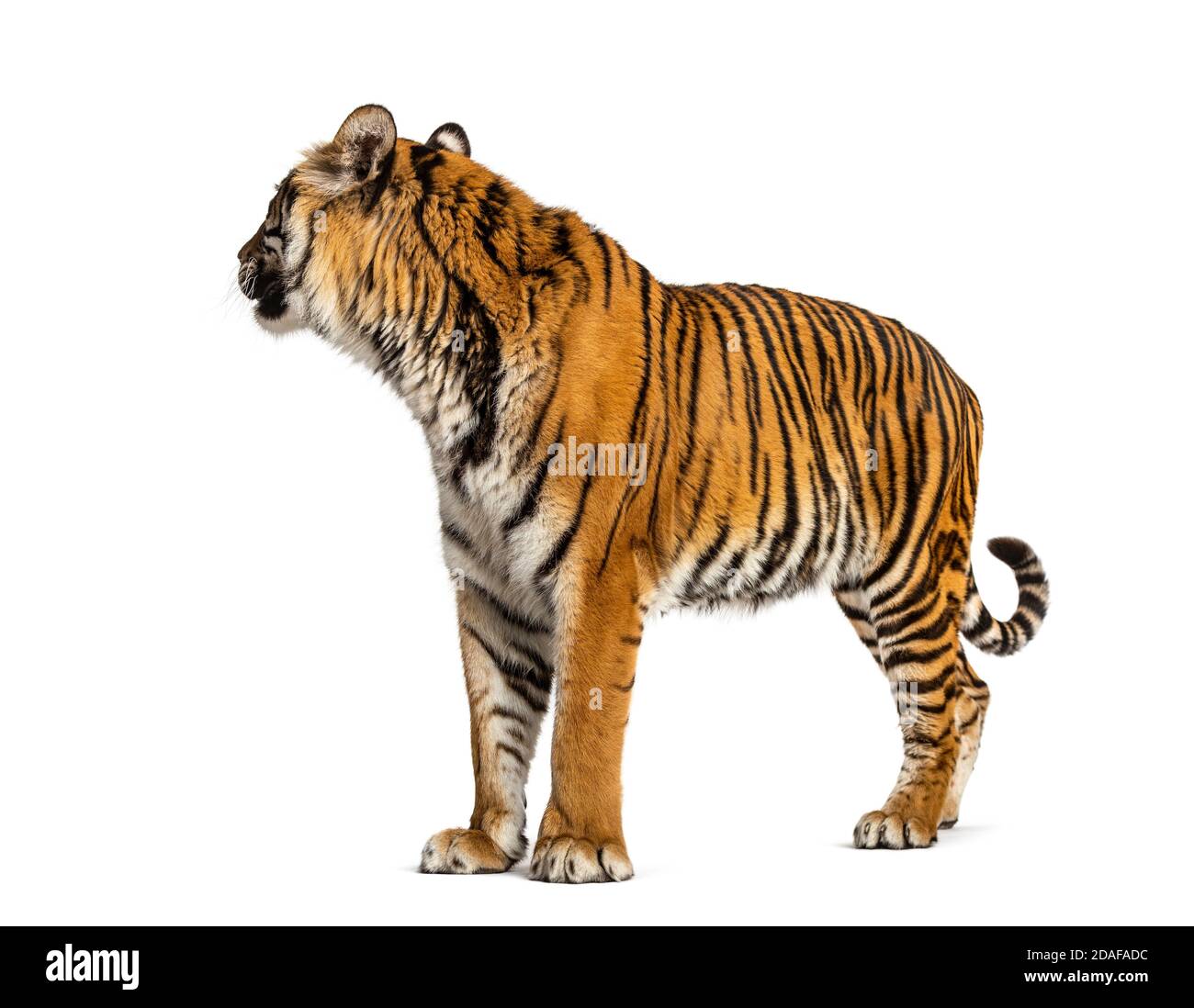 Tigre regardant vers l'arrière, isolé sur blanc Banque D'Images