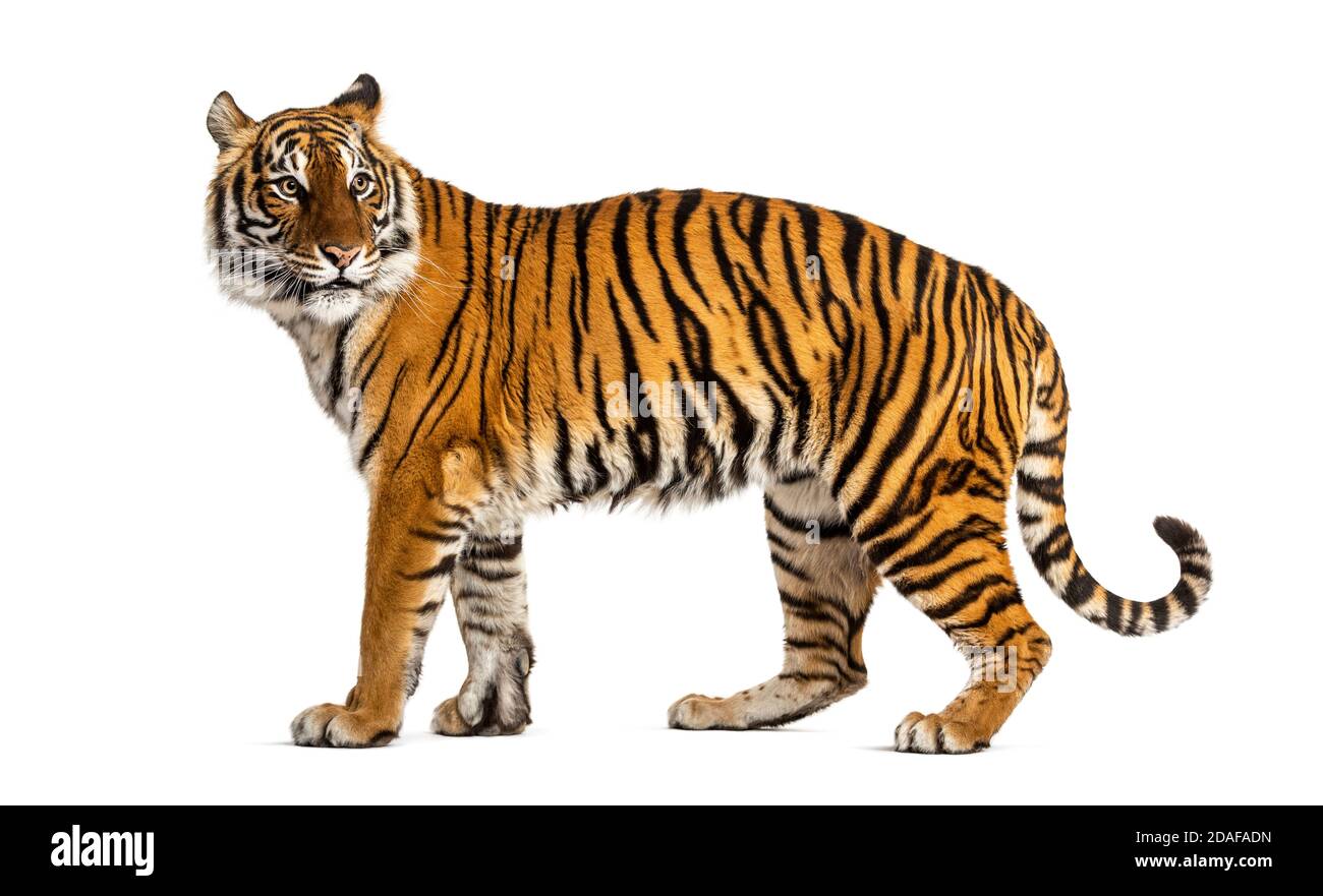 Vue latérale, profil d'un tigre debout, isolé sur blanc Banque D'Images