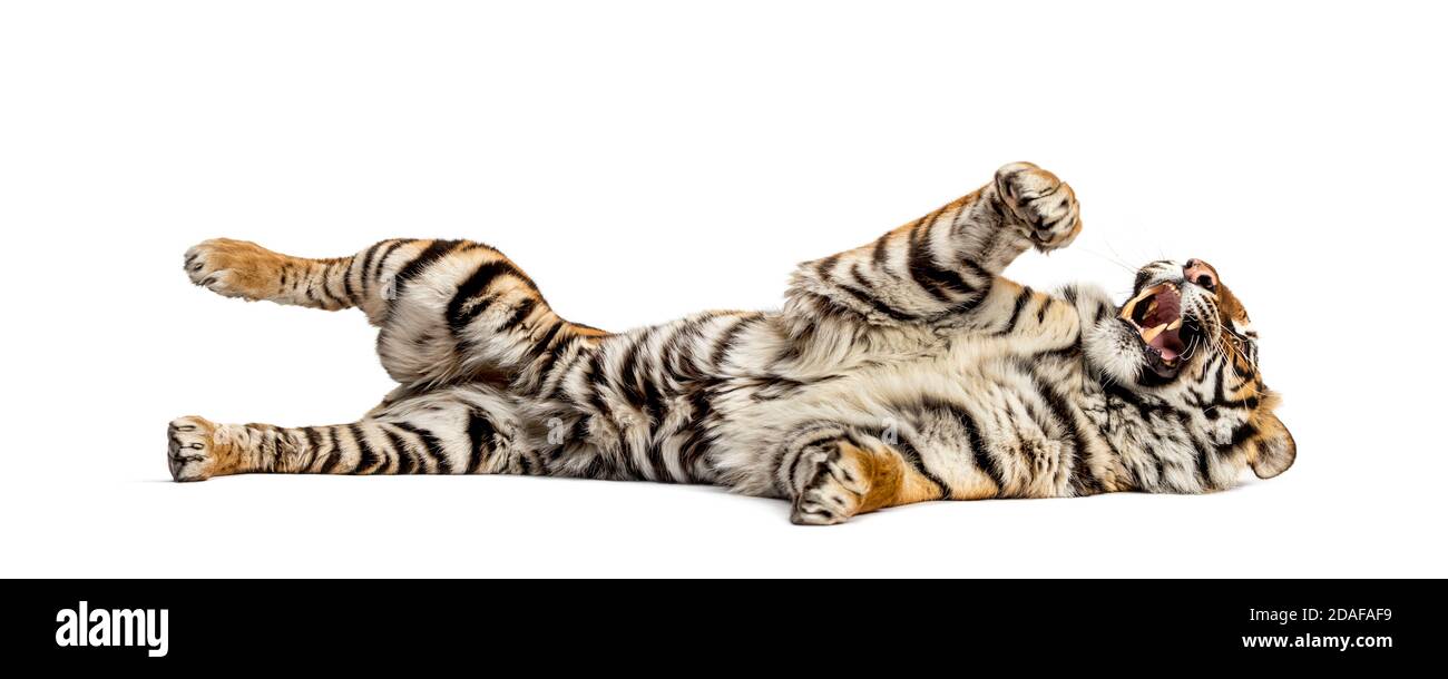 Tigre couché sur le dos et montrant sa dent, isolé sur blanc Banque D'Images