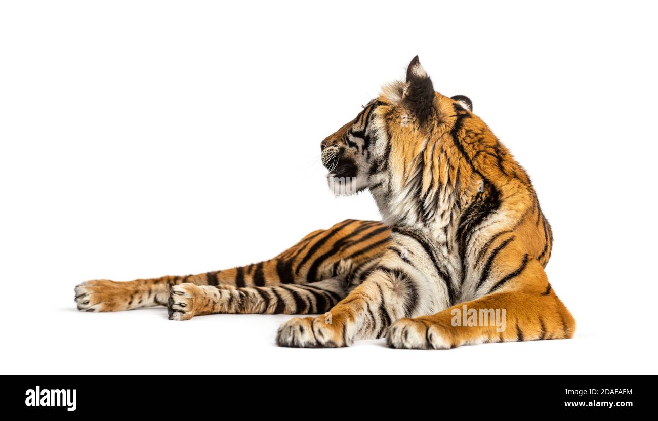 Tigre couché vers le bas en regardant vers l'arrière, isolé sur blanc Banque D'Images