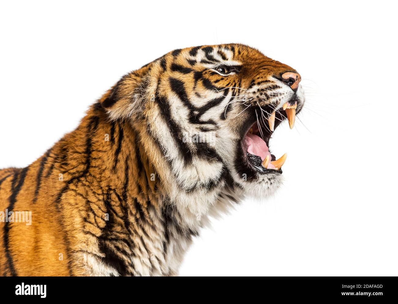 Gros plan sur une tête de tigre en colère, montrant sa dent Banque D'Images