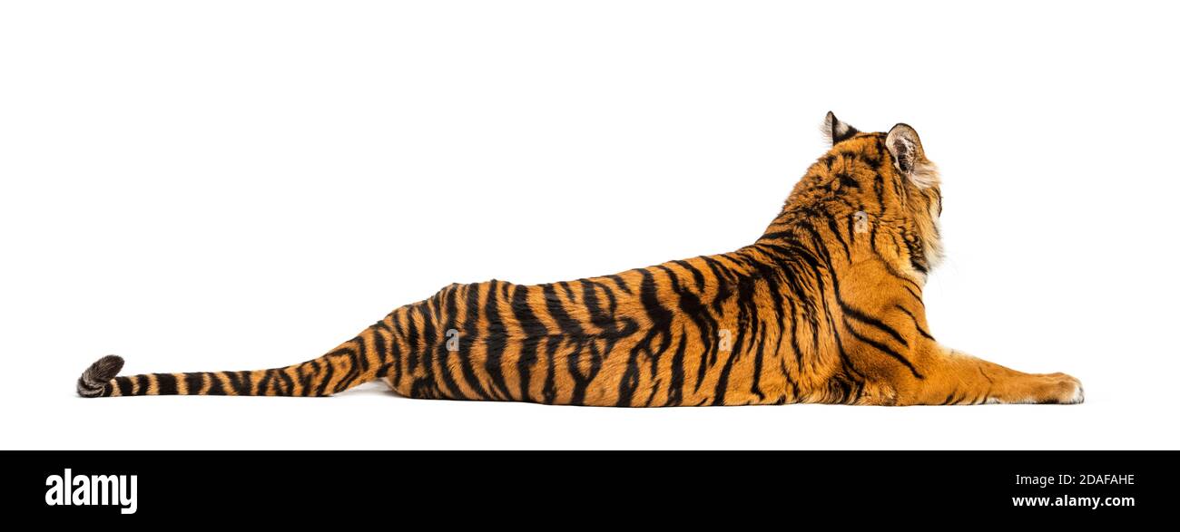 Vue arrière d'un tigre couché sur blanc Banque D'Images