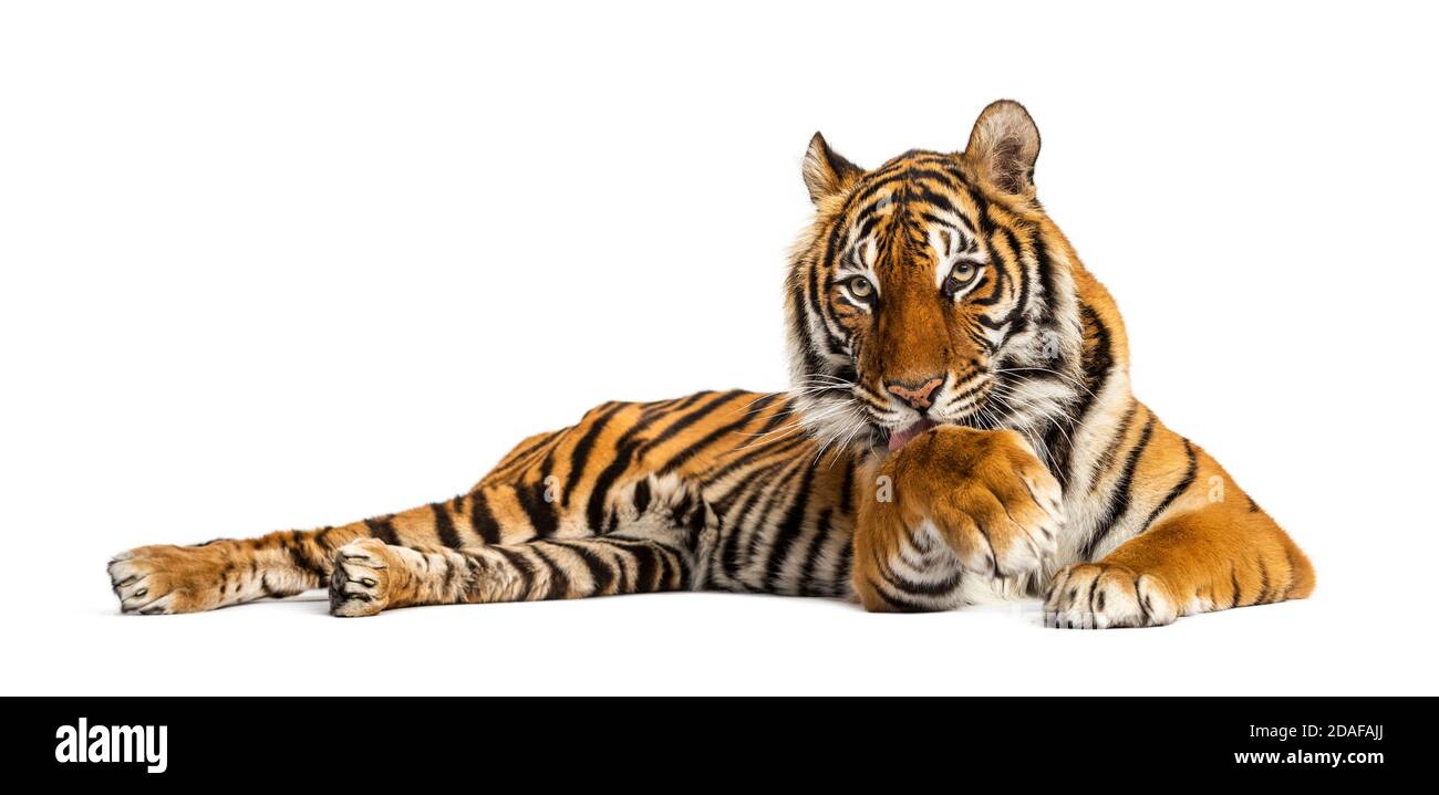 Tigre couché en position de nettoyage lui-même, isolé sur blanc Banque D'Images