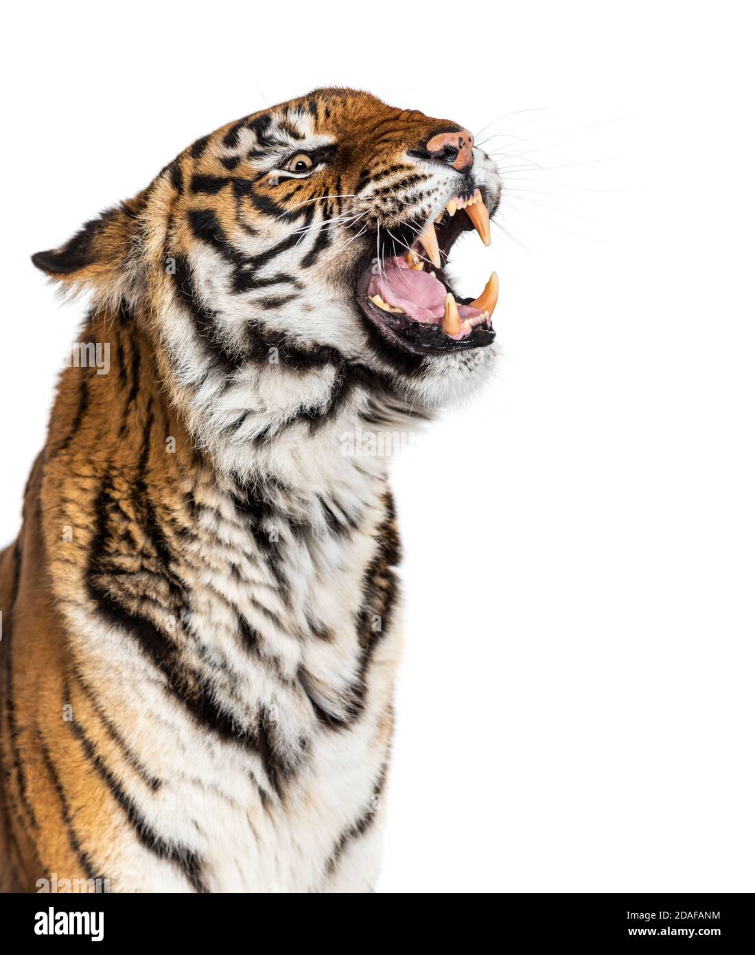 Gros plan sur une tête de tigre en colère, montrant sa dent Banque D'Images