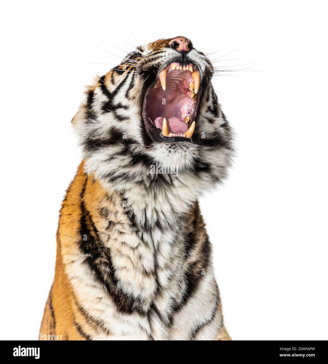 Gros plan sur une tête de tigre en colère, montrant sa dent Banque D'Images
