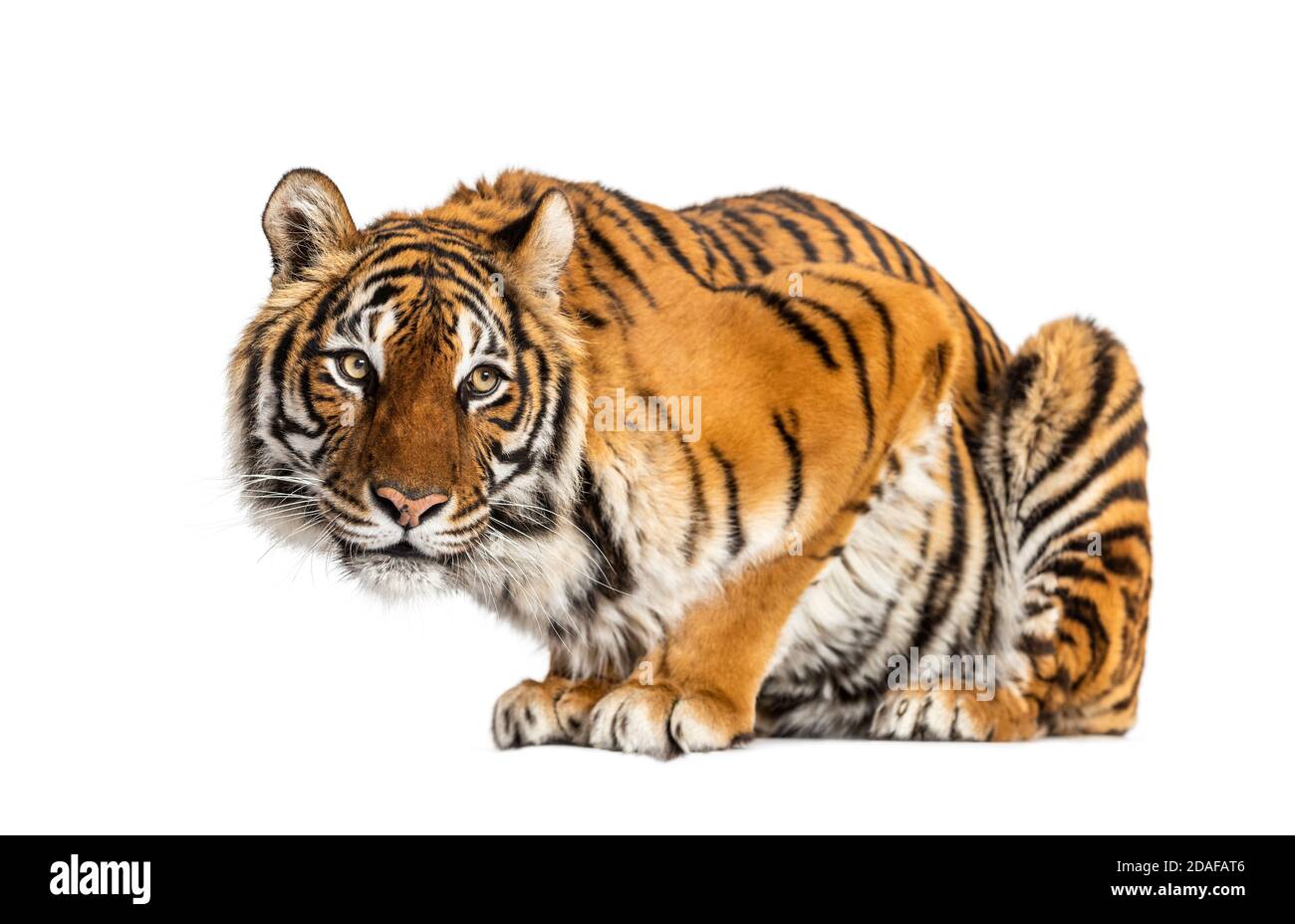 Questions sur le tigre, isolées sur blanc Banque D'Images
