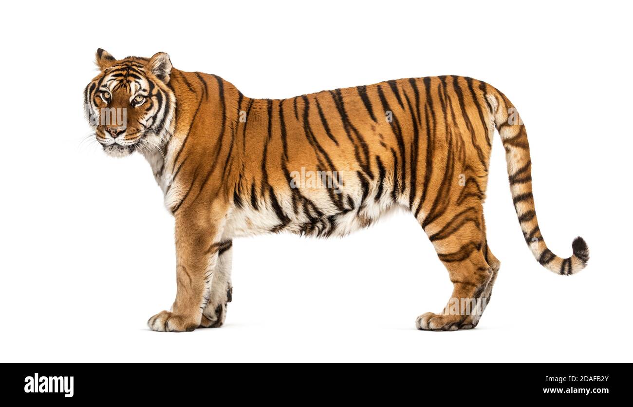 Vue latérale, profil d'un tigre debout, isolé sur blanc Banque D'Images