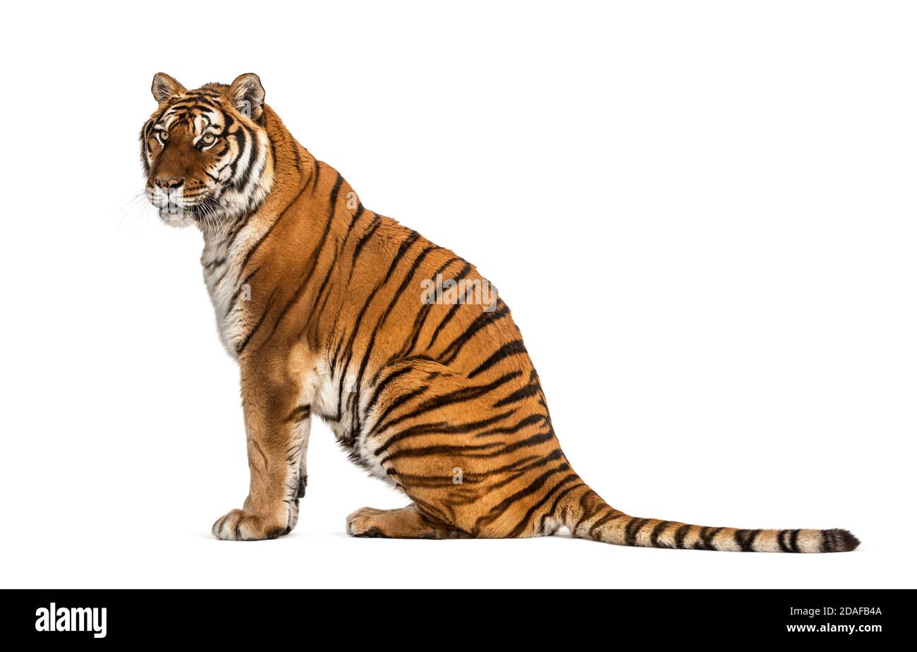 Vue de profil d'un tigre assis et regardant loin Banque D'Images