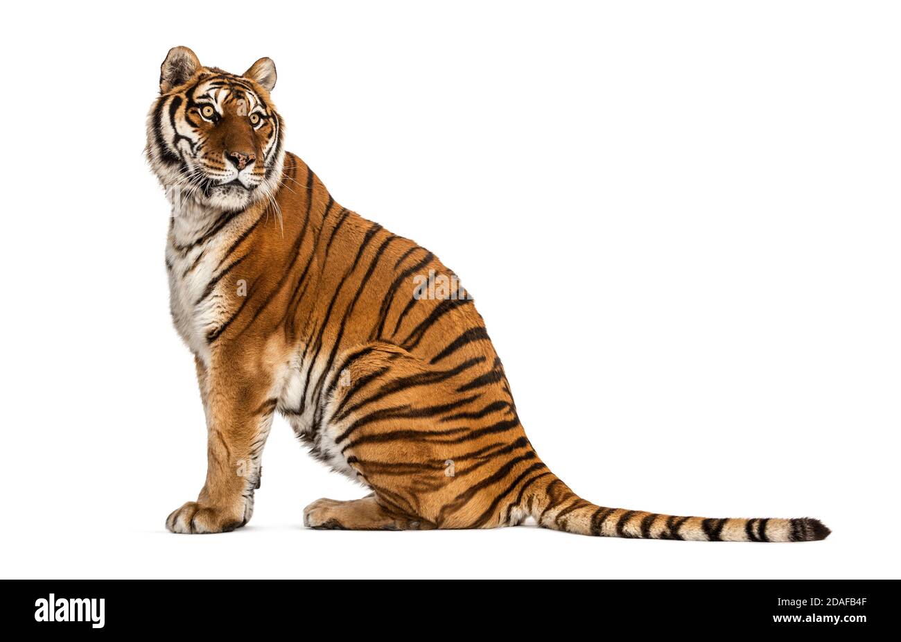 Vue de profil d'un tigre assis et regardant loin Banque D'Images