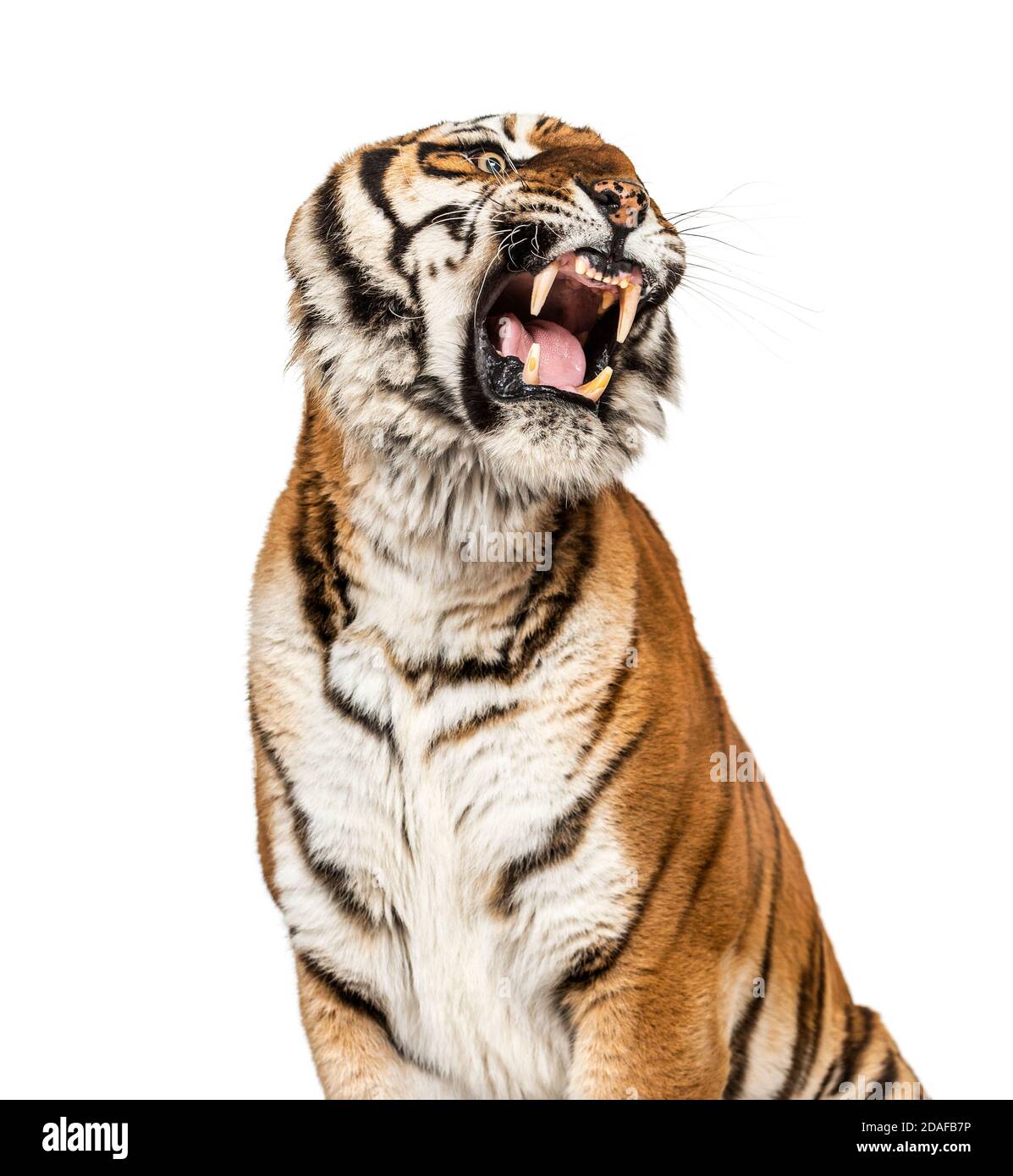 Gros plan sur une tête de tigre en colère, montrant sa dent Banque D'Images