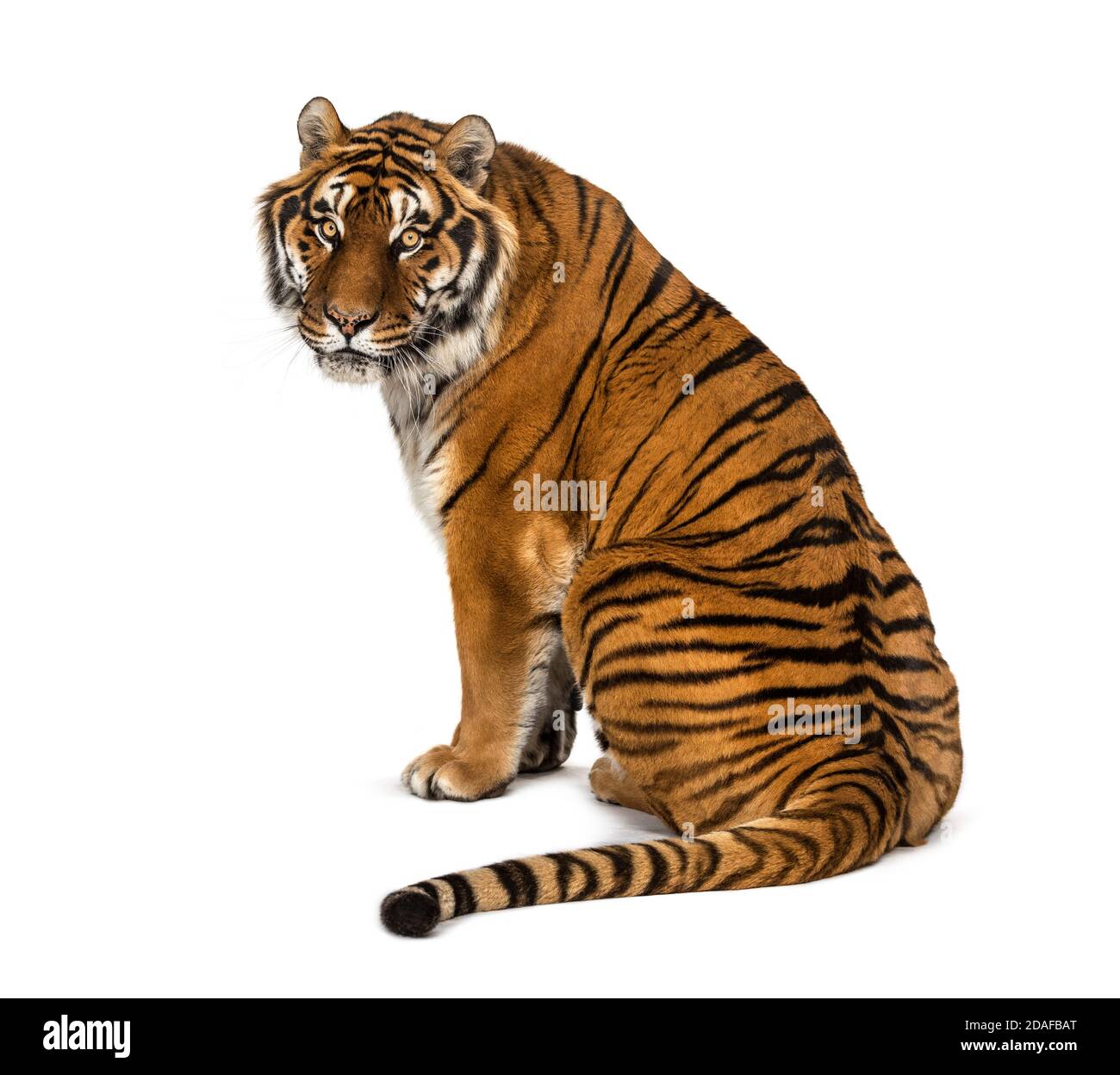 Vue arrière d'un tigre assis et regardant vers l'arrière, isolé sur blanc Banque D'Images